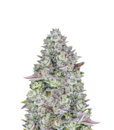 Gorilla Cookies Auto fem