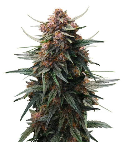 Lemon Cherry Cookies Auto